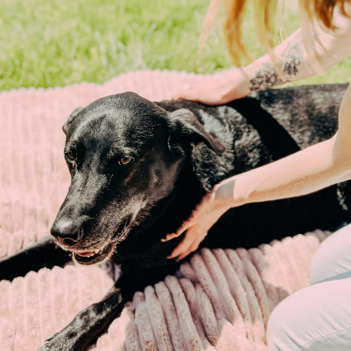 Julie, la spécialiste de massage animalier, est en pleine séance de Reiki où elle pose ses deux mains au niveau de l'abdomen d'un chien qui est allongé sur un coussin de panier pour chien dans un jardin.